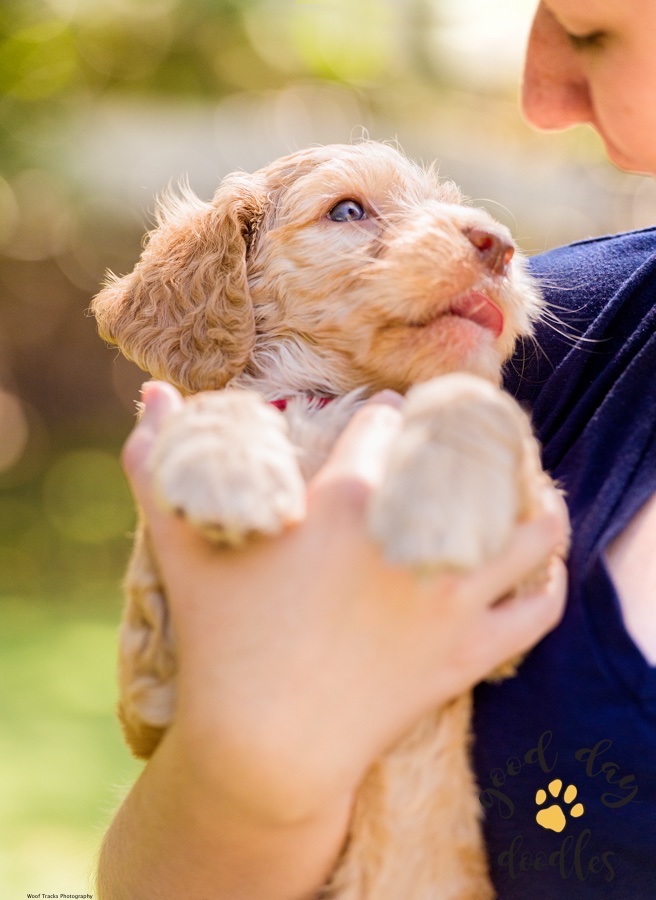 good day labradoodles