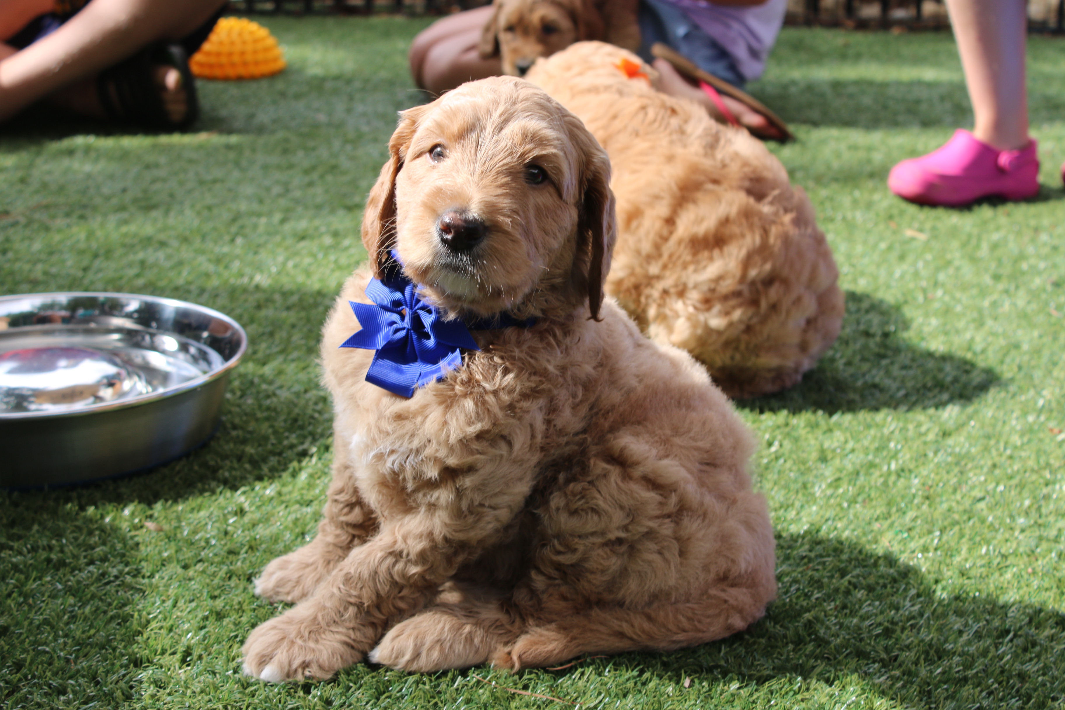 labradoodle small size