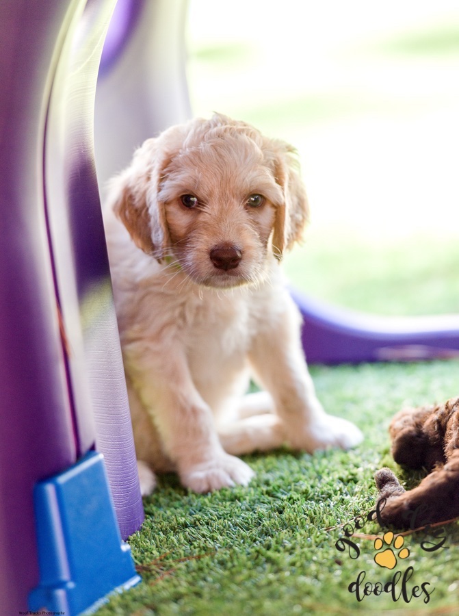 Caramel creme colored australian labradoodle puppy at a playground