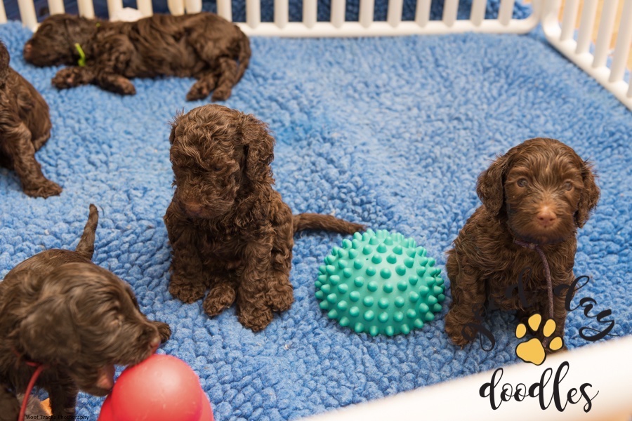 a litter of very young cafe colored australian labradoodle puppies in a pen