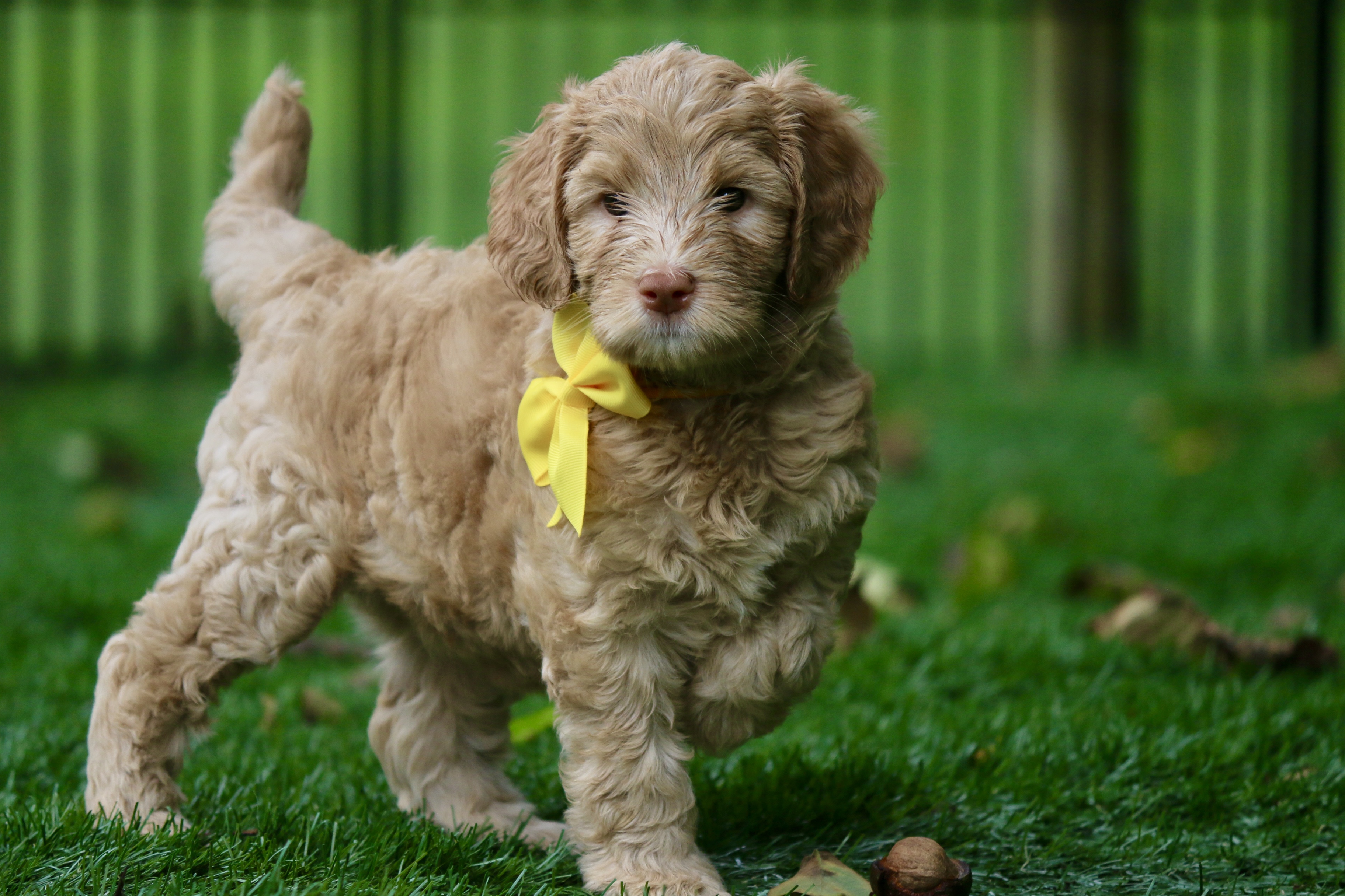 caramel cream australian labradoodle puppy with yellow bow