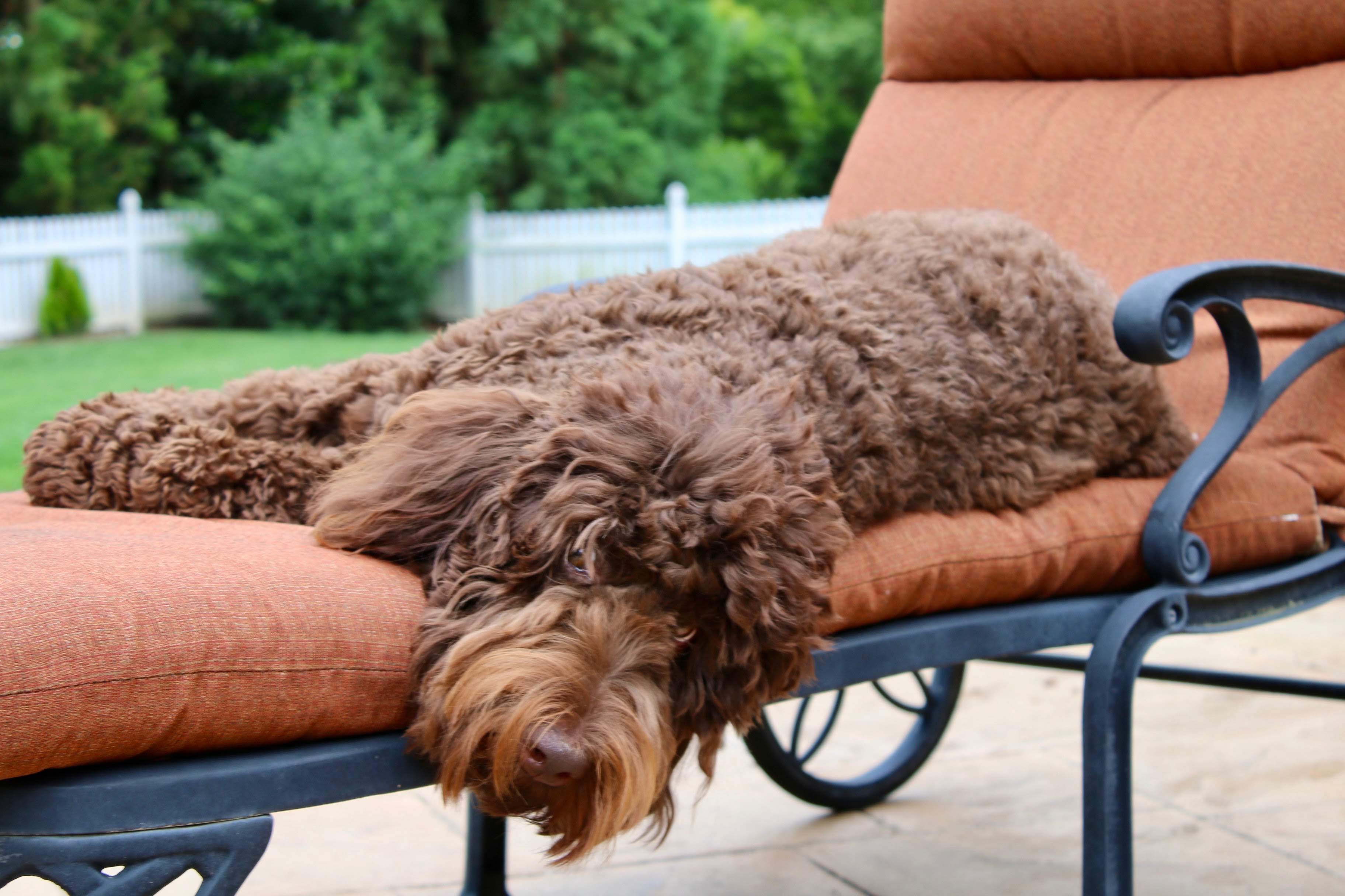 cafe colored labradoodle on patio lounge chair