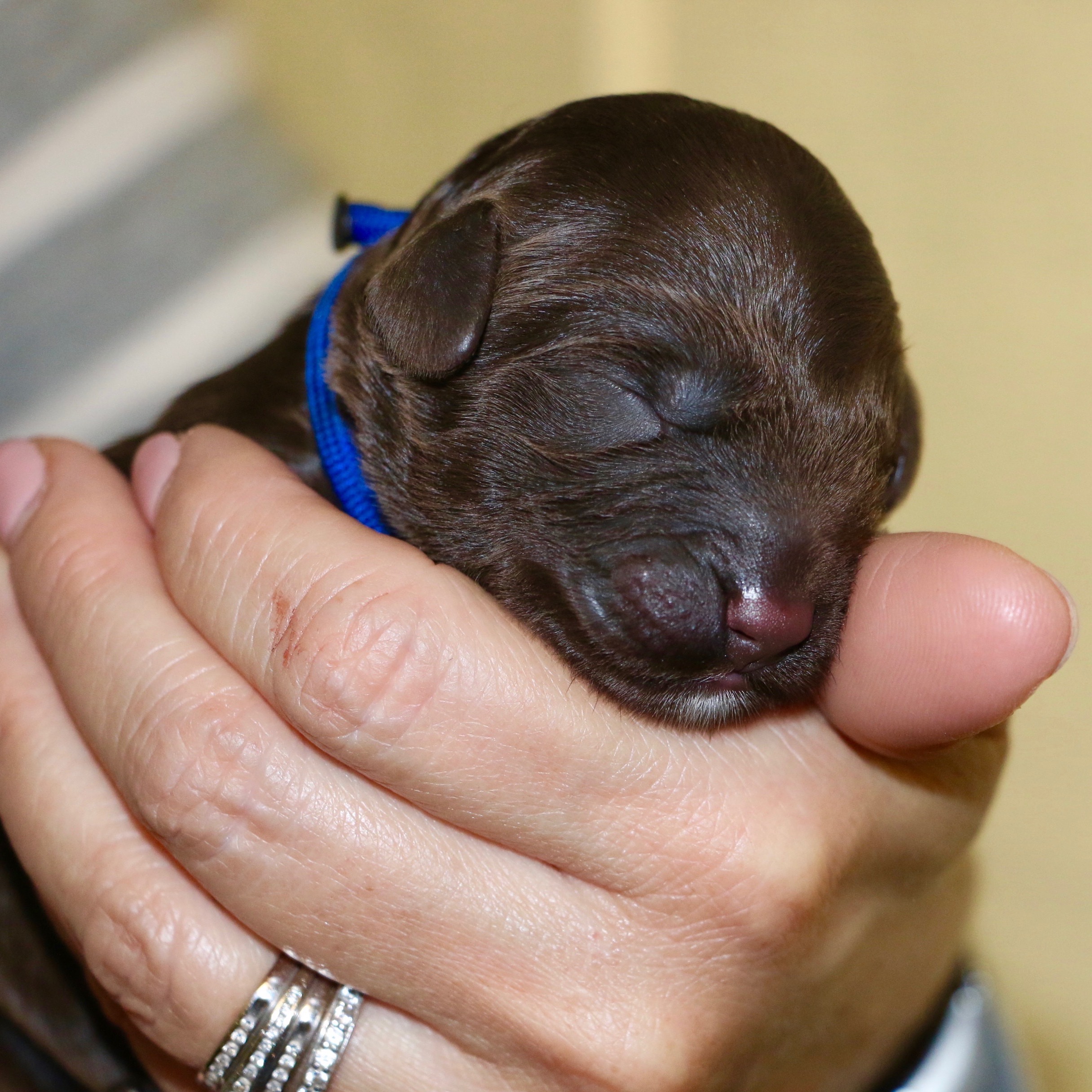 recently new born cafe colored australian labradoodle puppy being held in a hand