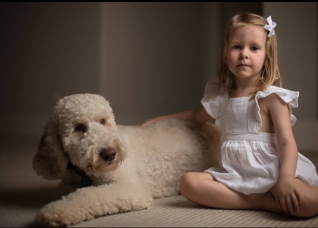 caramel cream colored australian labradoodle sitting with little girl