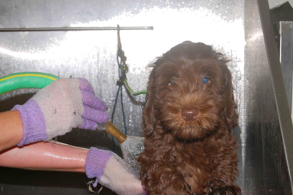 cafe colored australian labradoodle puppy being handwashed in sink