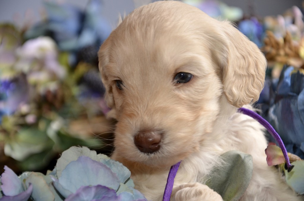 cream colored labradoodle puppy surrounded by flowers