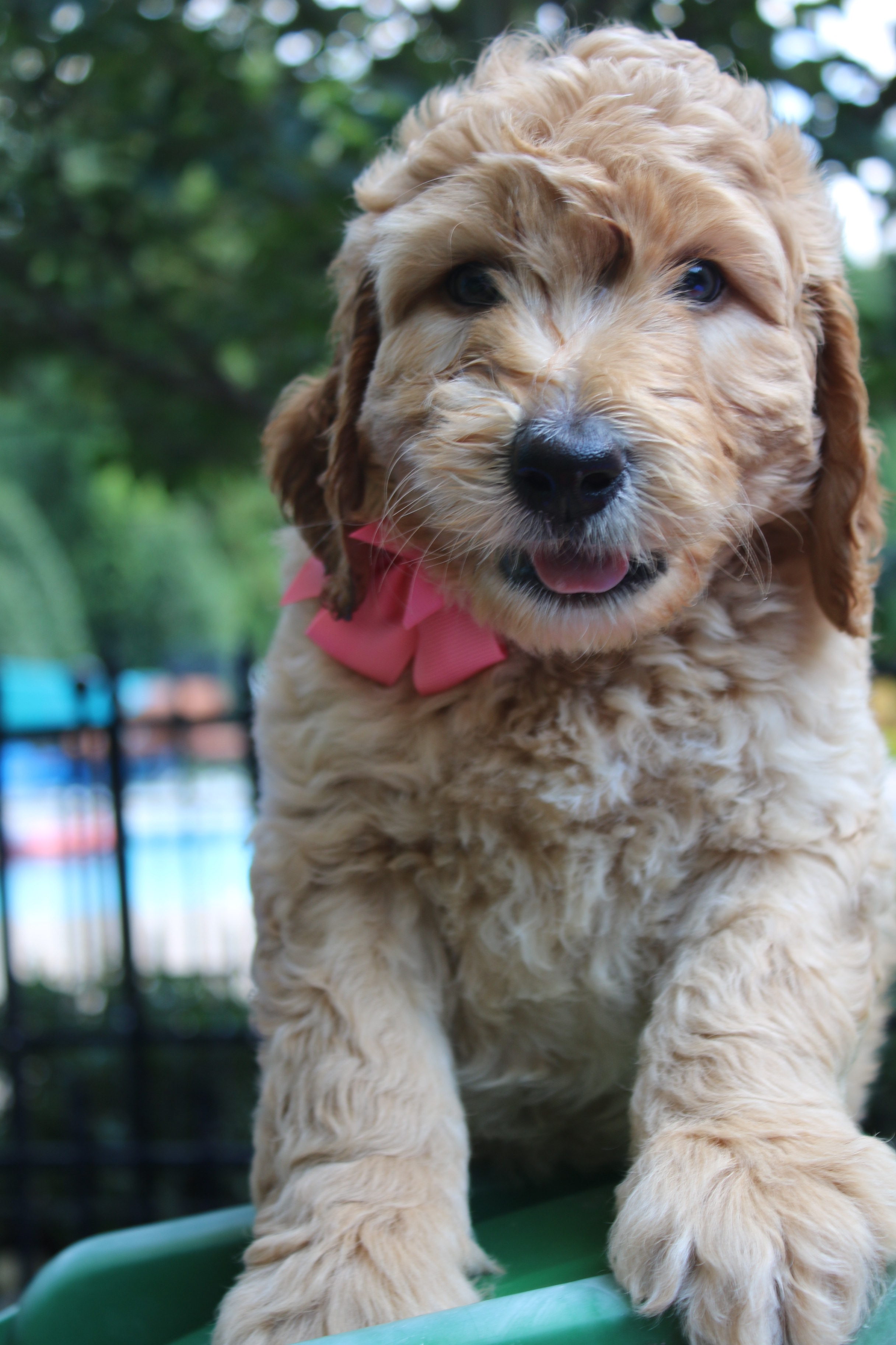caramel cream colored australian labradoodle puppy with pink bow