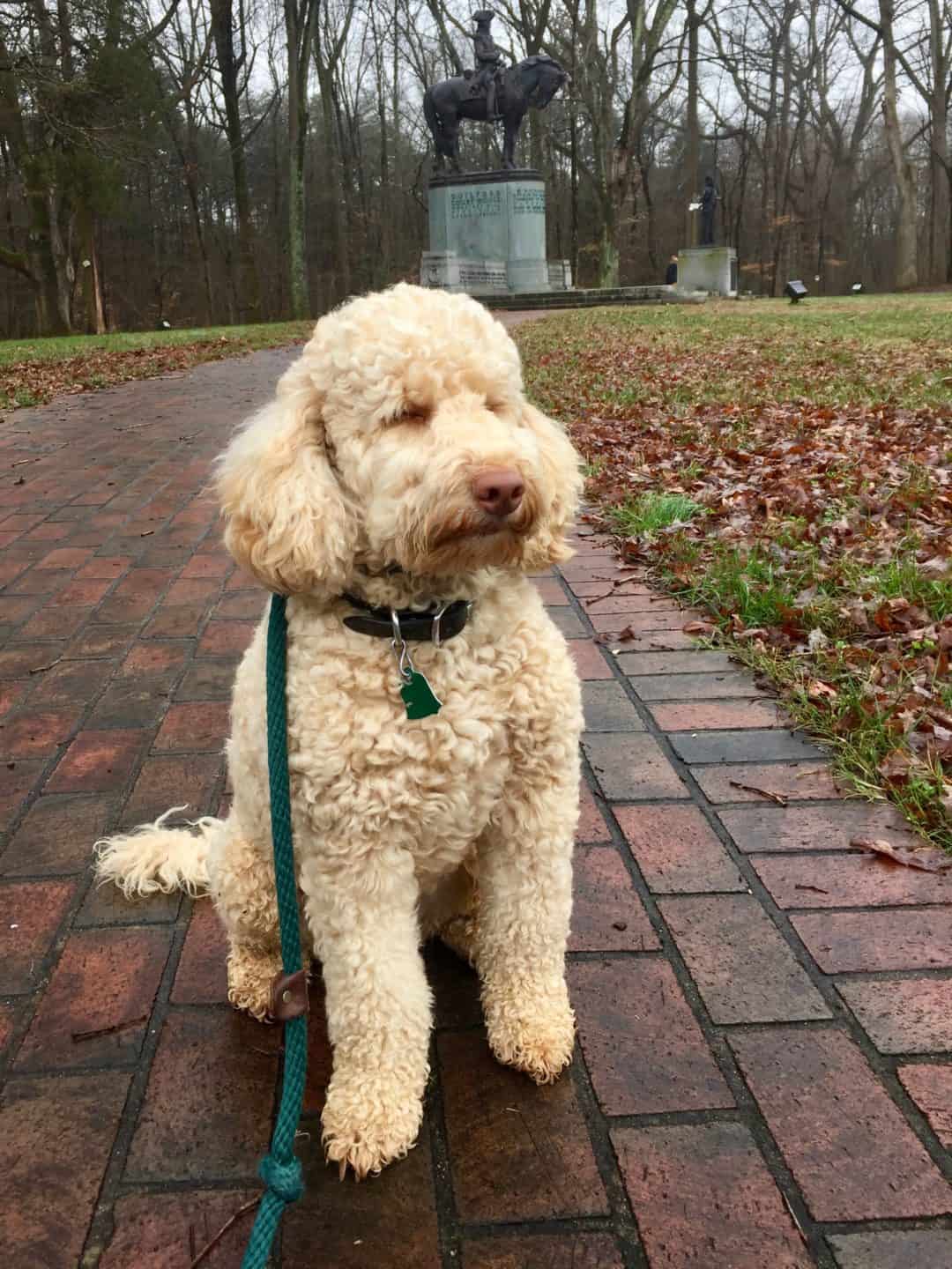 Australian Labradoodles Coat Types Colors Good Day Doodles In NC australian-labradoodles-coat-types-colors-good-day-doodles-in-nc