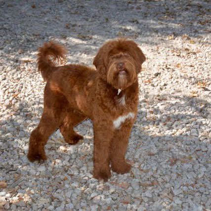 caramel red colored australian labradoodle