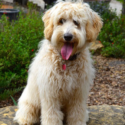 gold colored australian labradoodle