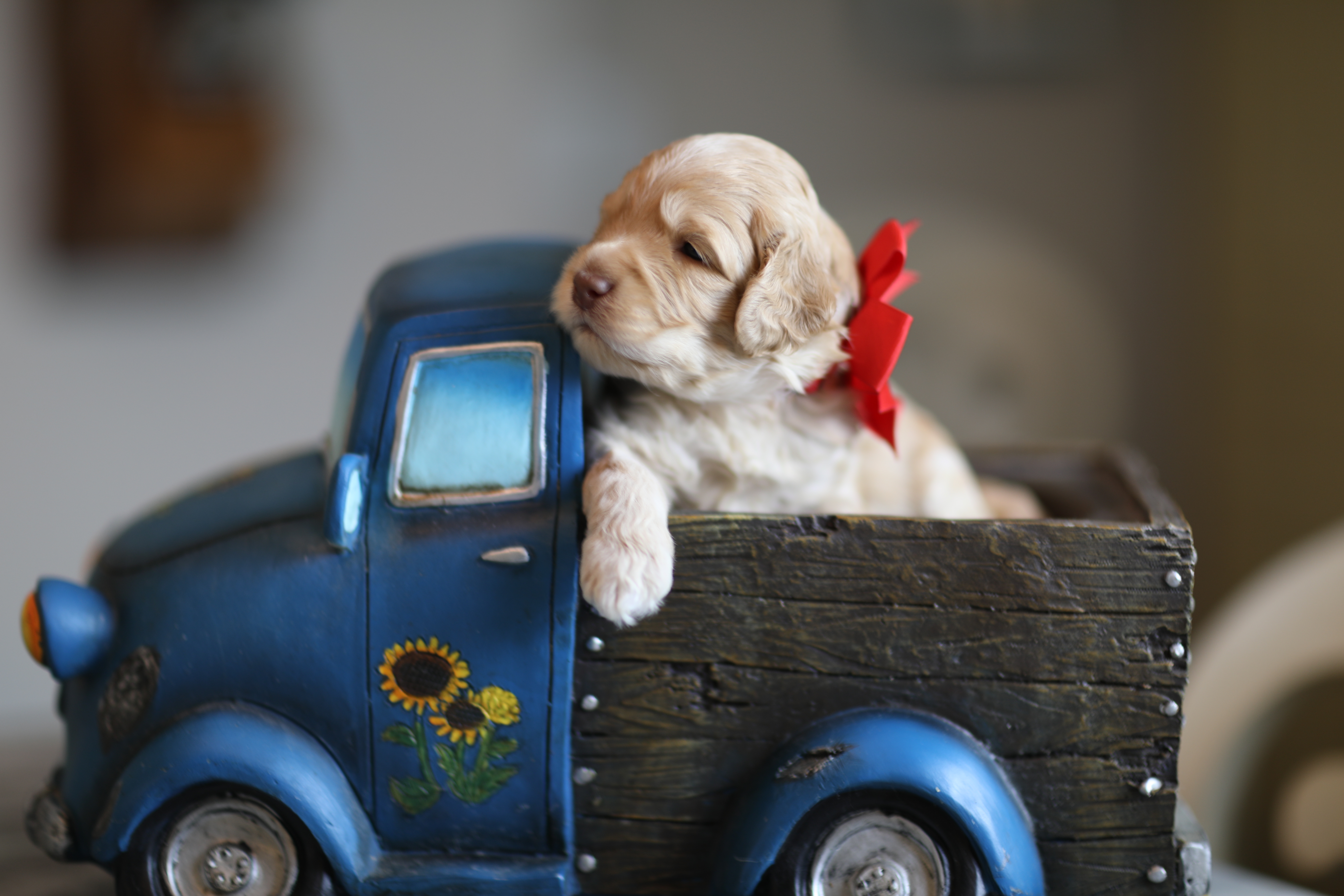 caramel cream colored australian labradoodle puppy sitting in a toy pickup truck