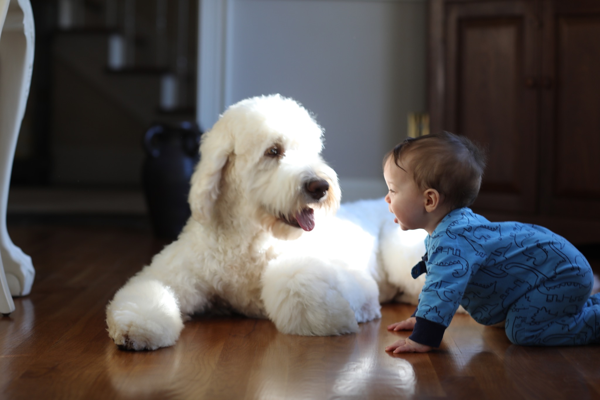 white labradoodle on floor with toddler