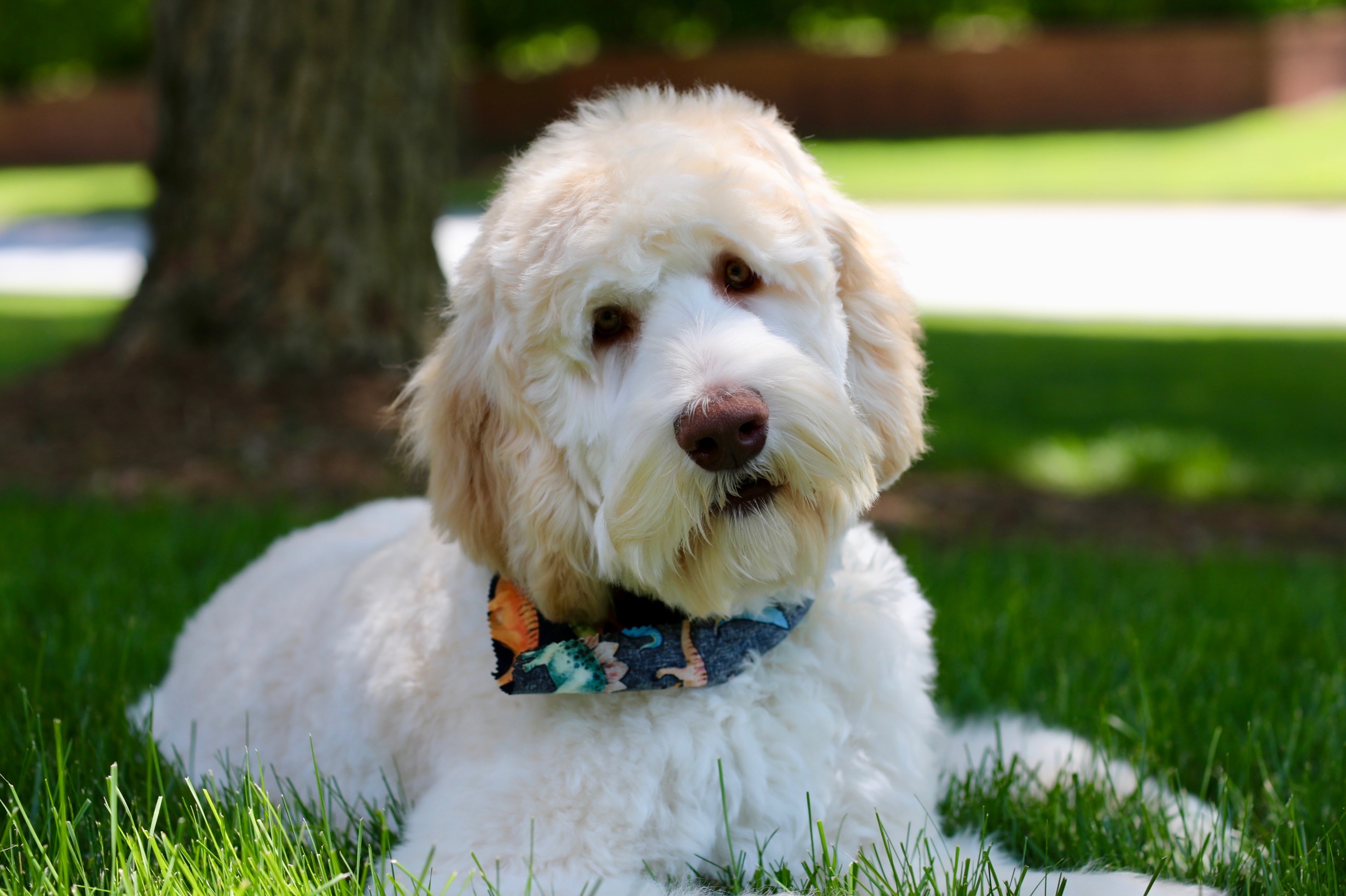 Caramel colored australian labradoodle named Cooper lying on grass