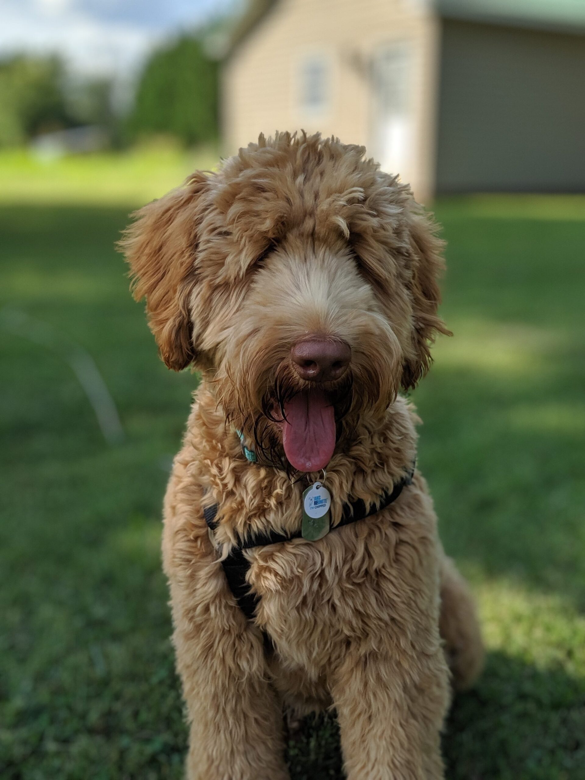 caramel red colored australian labradoodle named Miss Annie
