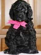 black australian labradoodle puppy named miss bean