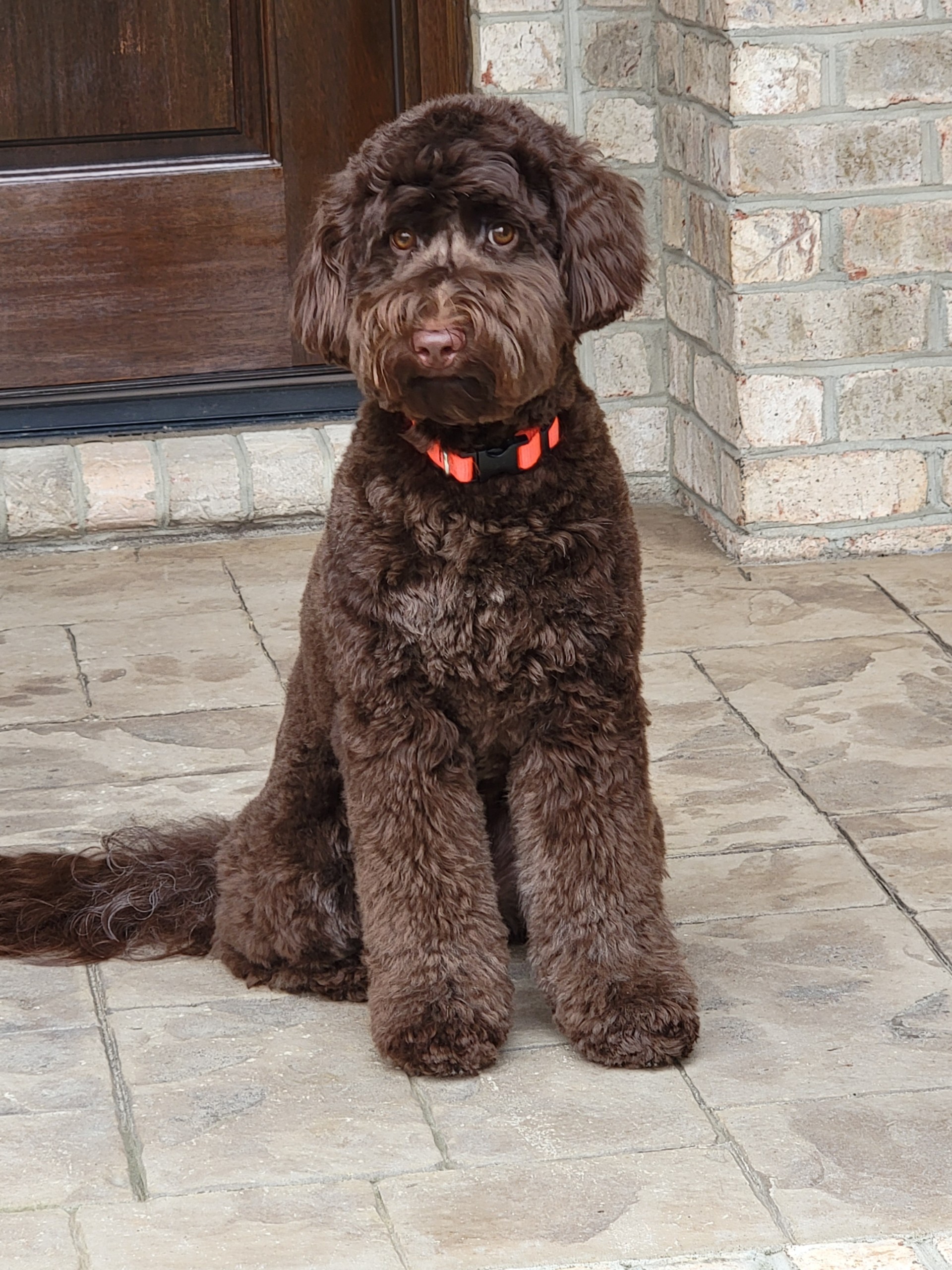 chocolate colored australian labradoodle sitting on porch