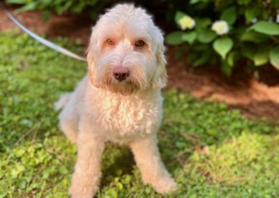 creme colored australian labradoodle named banks on lawn