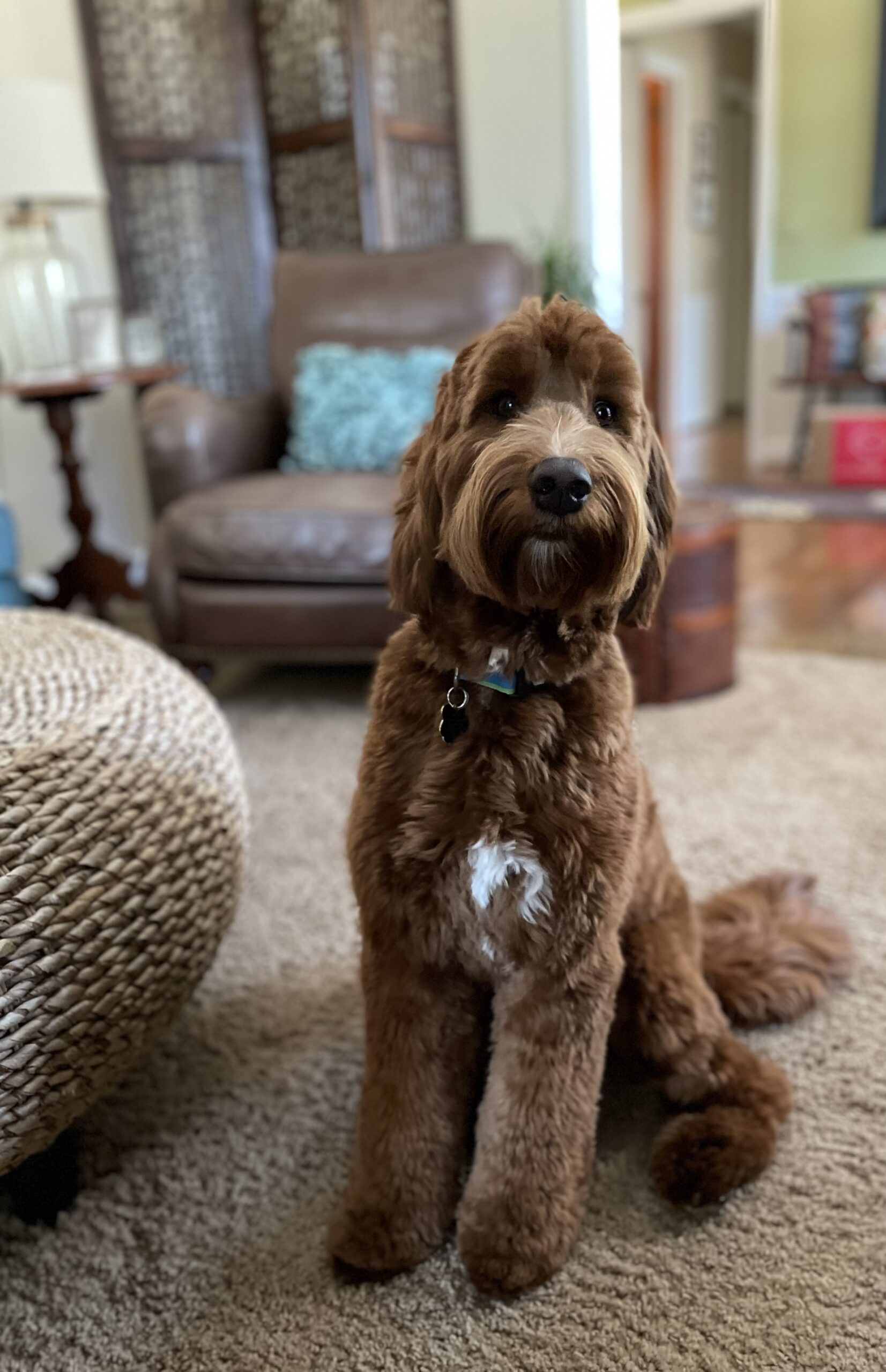 red colored australian labradoodle named Lucky Pennie AKA Millie