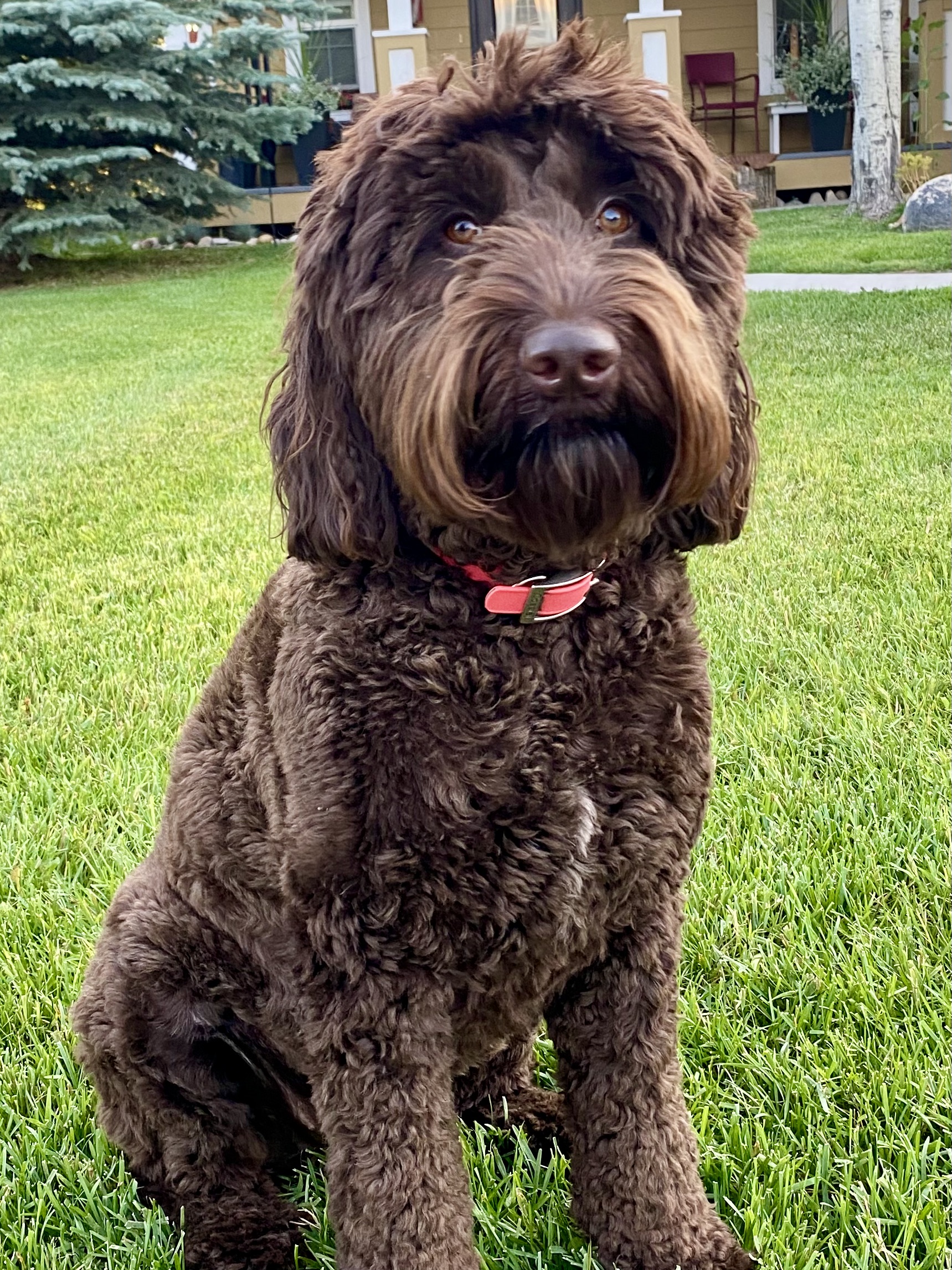 Chocolate colored australian labradoodle named Porsha