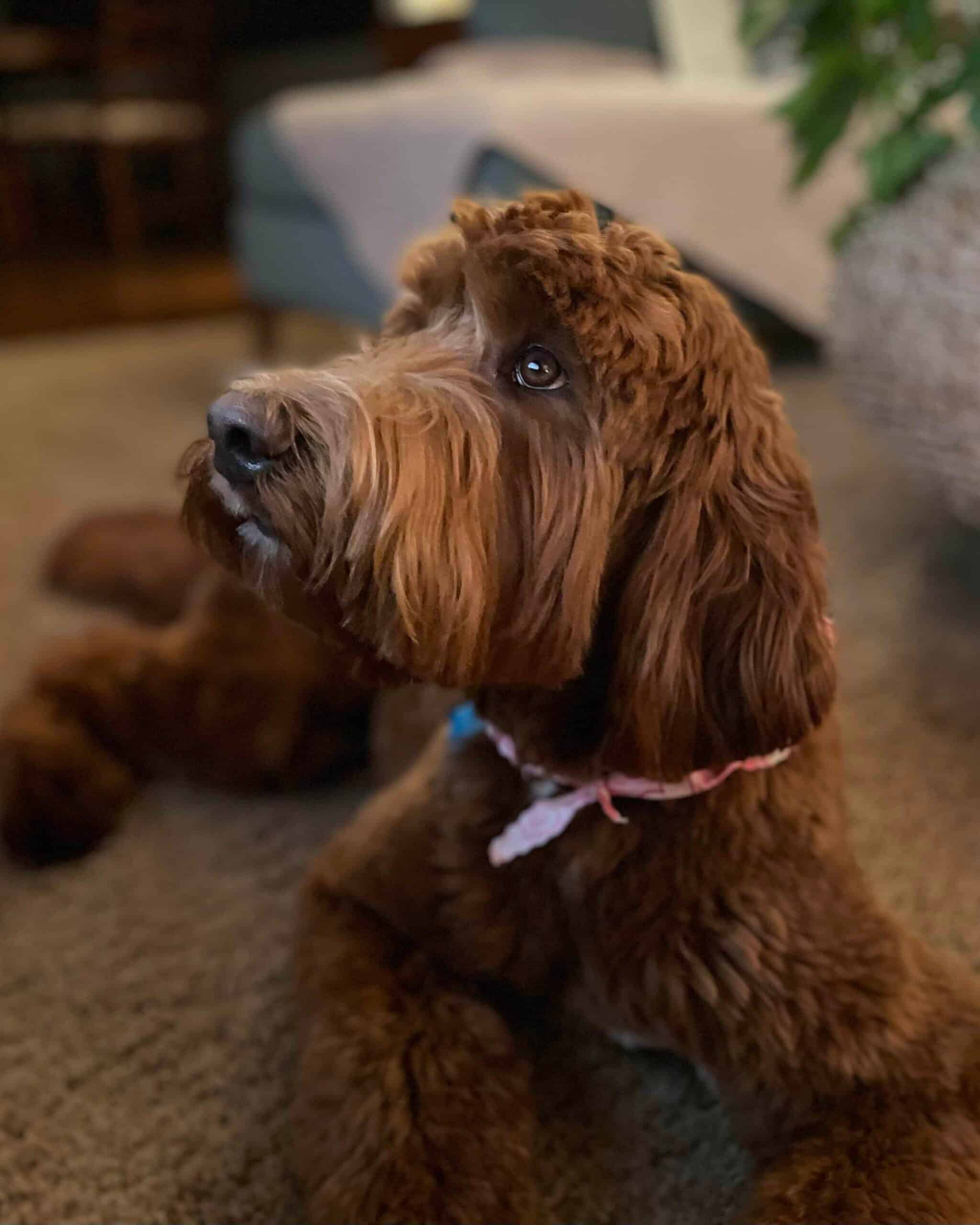 	Multigenerational Australian Labradoodle Dam – Good Day’s Lucky Penny