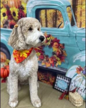 Multigenerational Australian Labradoodle Dam – Good Day’s Remi