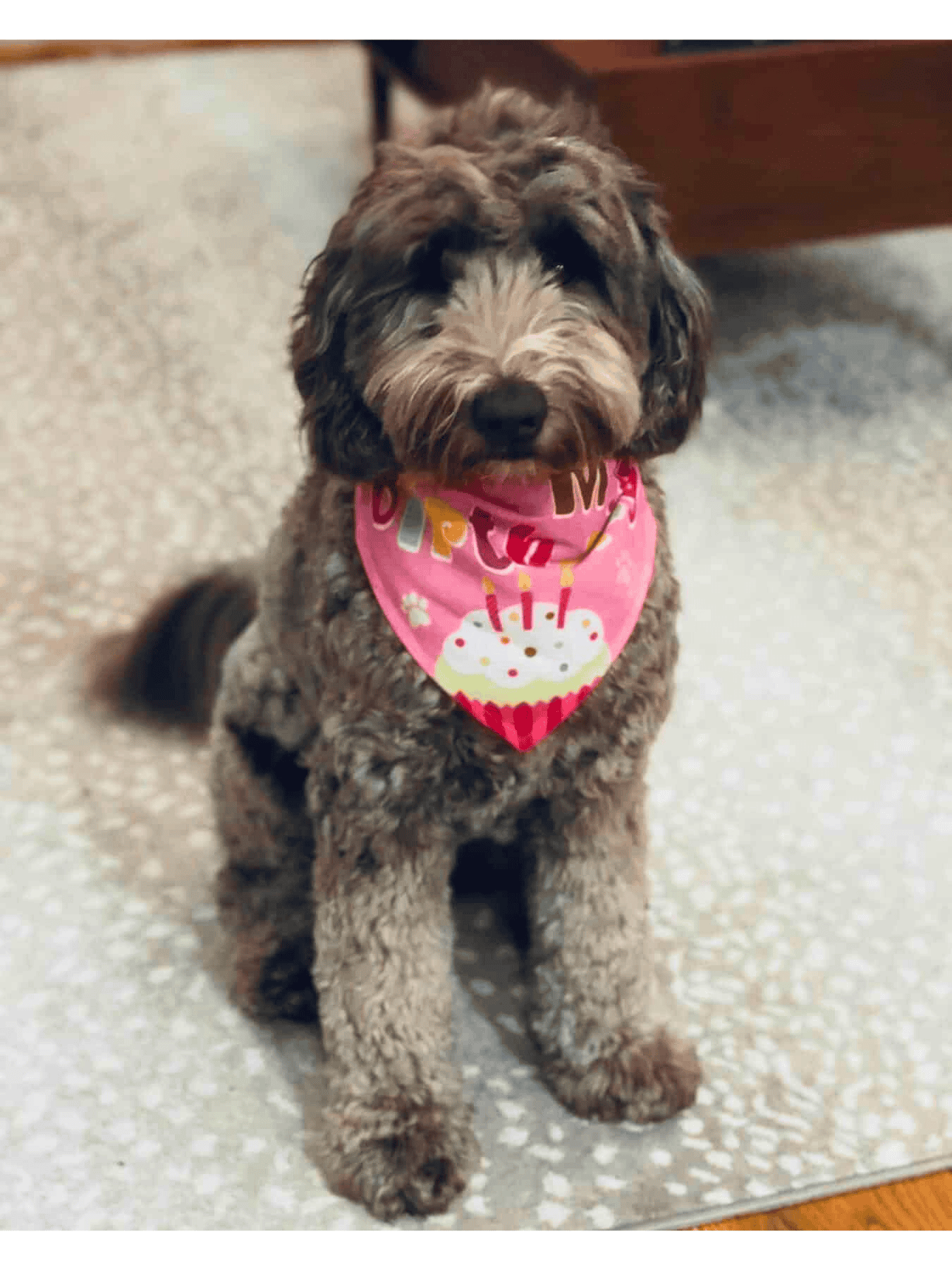 Multigenerational Australian Labradoodle Dam – Good Day’s Josie