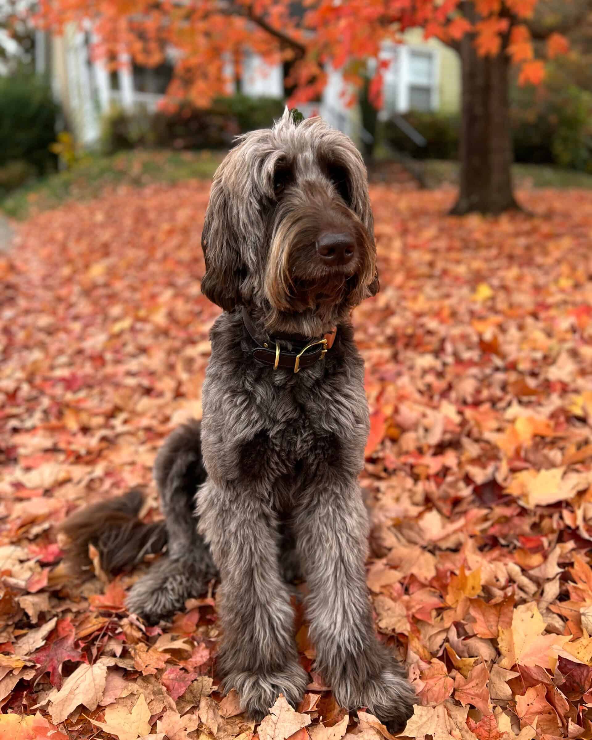 Multigenerational Australian Labradoodle Dam – Good Day’s Matilda