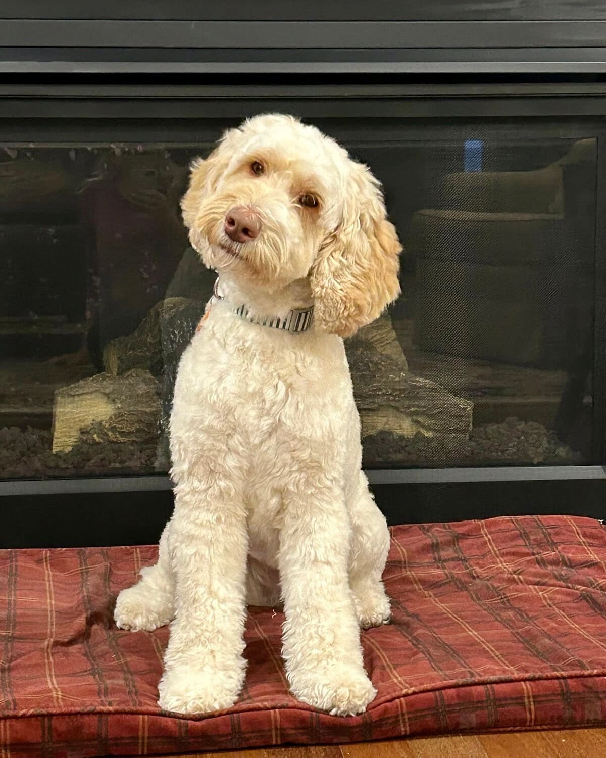 Multigenerational Australian Labradoodle Dam – Good Day’s Pumpkins