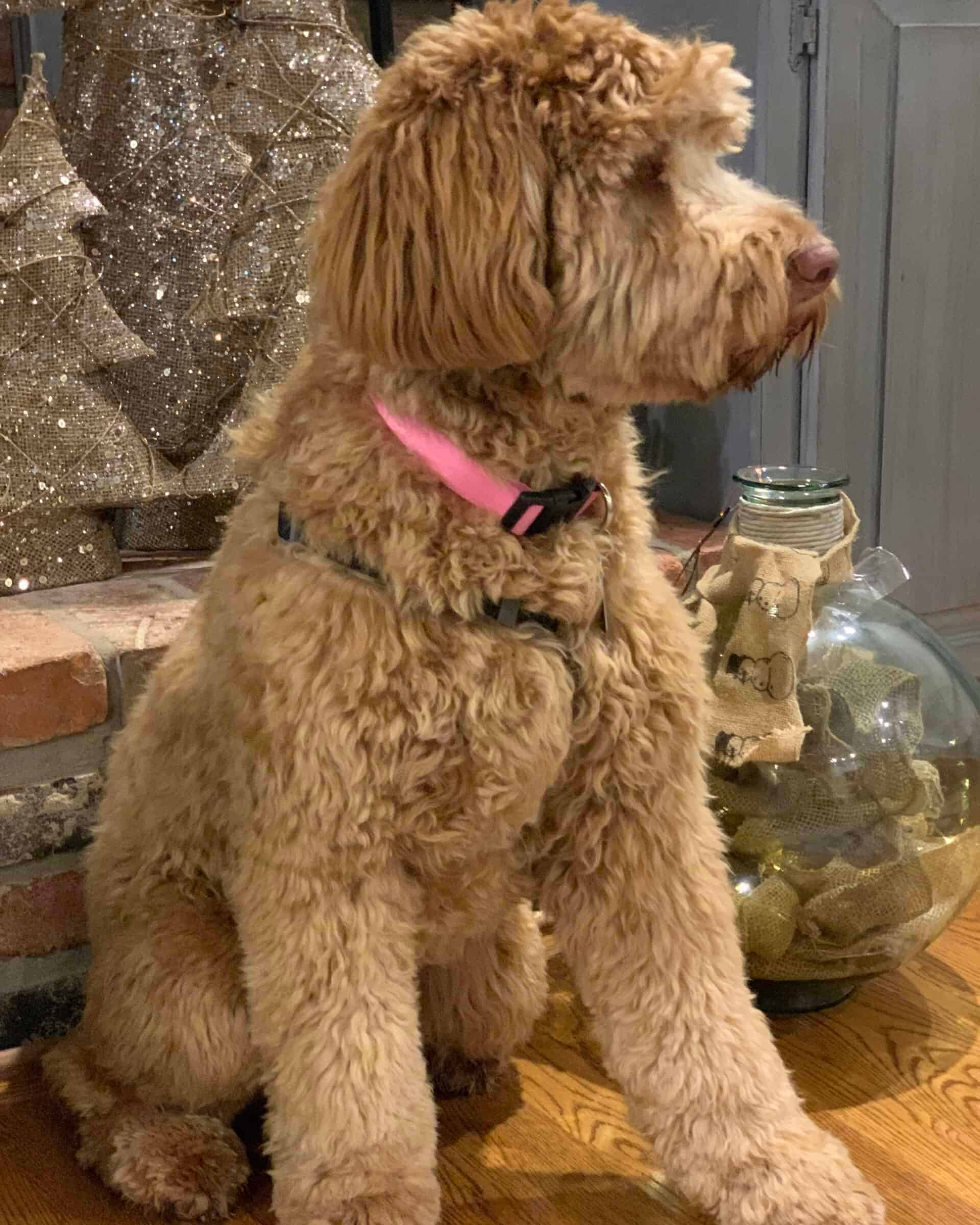 Multigenerational Australian Labradoodle Dam – Good Day’s Winnie