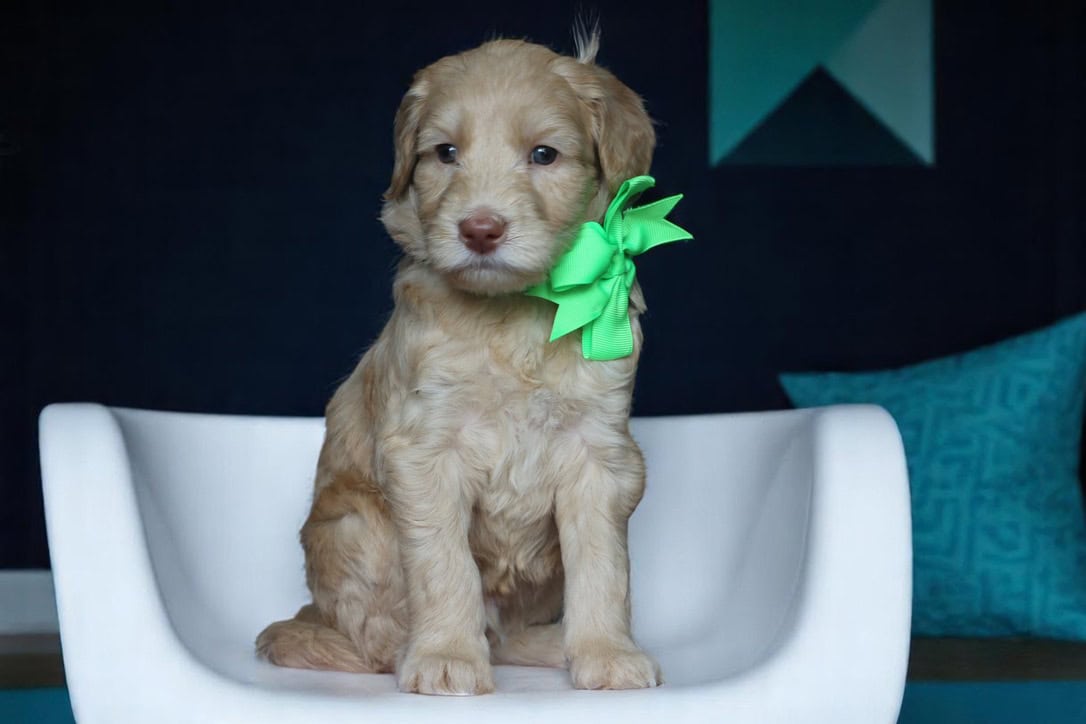 Archie Caramel puppy sitting in a chair