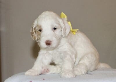 White fluffy puppy wearing a yellow bow sits on a light blanket with pink cursive embroidery.
