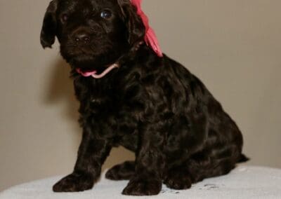 Black puppy wearing a pink bow sits on a white towel with pink writing visible behind it for a cute portrait.
