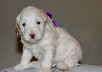 White fluffy puppy with a purple bow around its neck, sitting on a light patterned blanket.