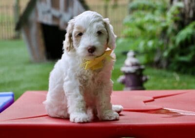White fluffy puppy wearing a yellow bow sits on a red outdoor play surface outside.