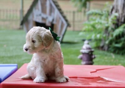 Puppy with a green bow sitting on red outdoor exercise mats in a backyard.