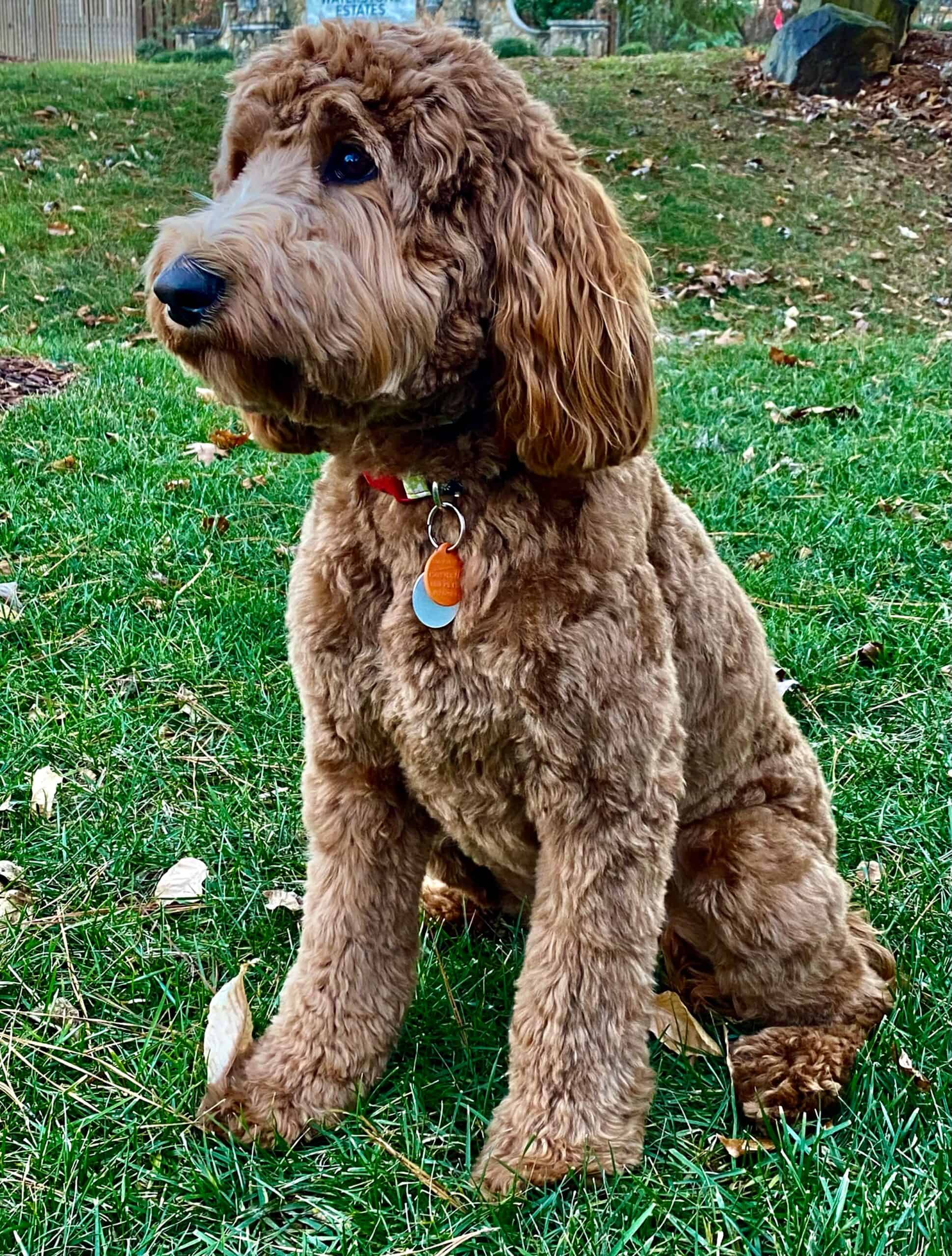 Brown curly-coated dog sitting on grass in a park, wearing a red collar with round orange and blue tags.