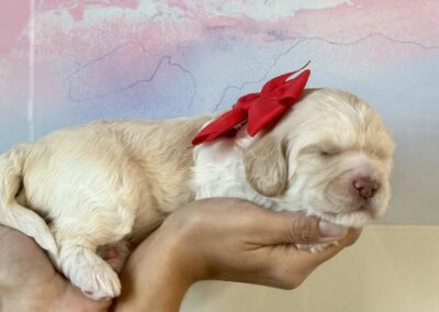 Sleeping golden retriever puppy with a red bow being gently held in someone's arms, against a pastel backdrop.