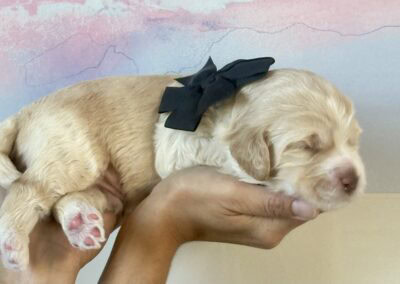 Golden-colored puppy wearing a black bow around its neck being held gently by a person.