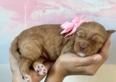 Small brown puppy cradled in someone’s hands, wearing a pink bow on its head against a pastel background.