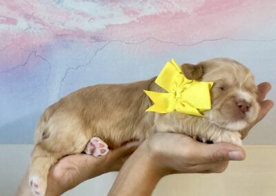 Light brown puppy with a large yellow bow held in a person’s hands against a pastel pink-blue background.