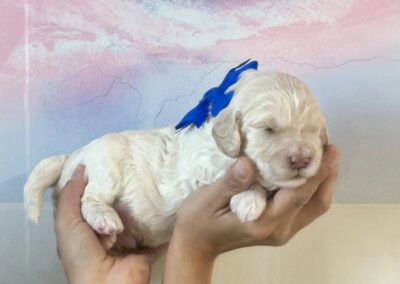 Small white puppy with a blue bow being gently held by a person, against a pastel pink-blue backdrop.