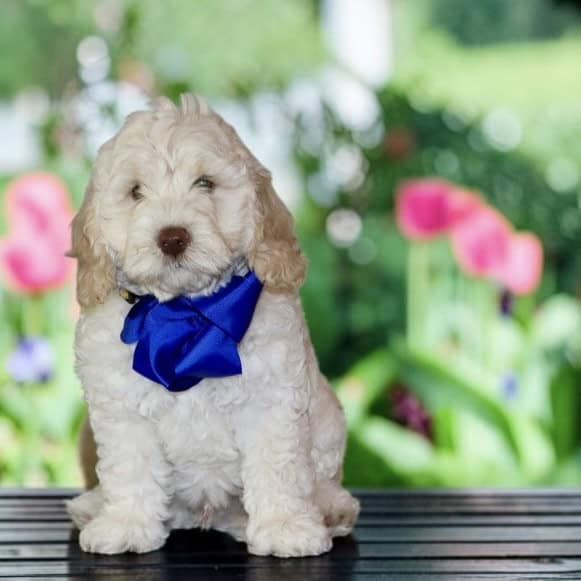Cream puppy with a blue bow sitting on a wooden surface in a sunlit garden background.