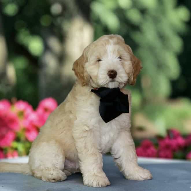 Light, fluffy puppy with a black bow tie sitting outdoors, pink flowers in the background.