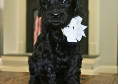 Black fluffy puppy with a light blue ribbon around its neck, sitting on a wooden floor indoors.