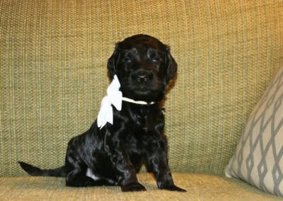 Black puppy sitting on a beige-green patterned couch with a white bow around its neck on a sofa in a living room.