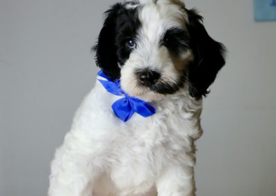 Fluffy black-and-white puppy wearing a bright blue bow sits on a pink blanket, posing for the camera.