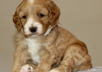 Golden-brown puppy with a white chest sitting on a pale blue blanket, looking toward the camera