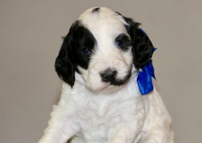 Adorable white puppy with black ears and a blue ribbon tied around its neck, sitting on a light blue surface.