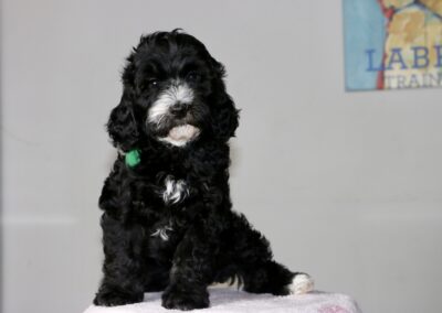 Black curly-haired puppy with white chest and paws sits on a pale pink blanket indoors, wearing a green collar.