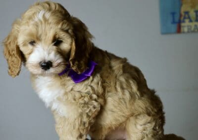Fluffy golden-brown puppy wearing a purple bow, standing on a pink blanket indoors, looking downward.